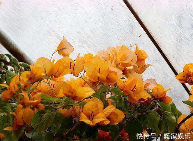 花苞|养三角梅,满足它3个“要求”,不管啥品种,都能开满花