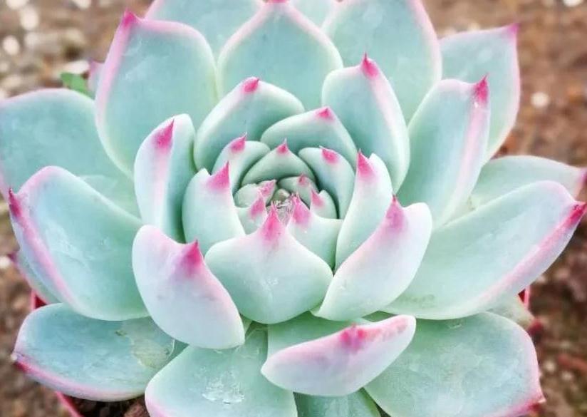 人气较高的8种多肉，天冷越晒越漂亮，越看越喜欢