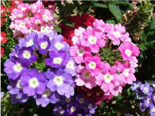 喜欢菊花，就养盆“菊中精品”沽水紫霞，似溢彩流金，姿清雅韵