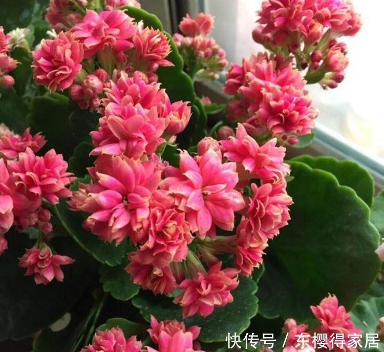 4种花花量超大的,开花时不见叶子只见花,年年开花不断