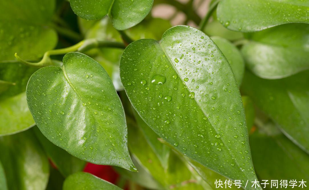 八种冬天可以水培开的花,现在是花期,花大又漂亮,真美