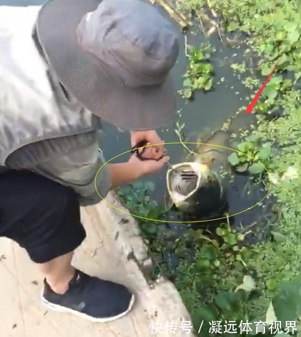 鱼器|江苏一钓鱼人钓获“水老虎”,因太重拉不出水,网友:真替你着急