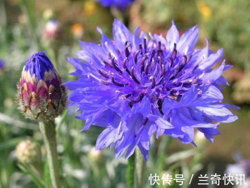 此花所代表的是遇见幸福，是田间的一朵小野花，但却温柔可爱