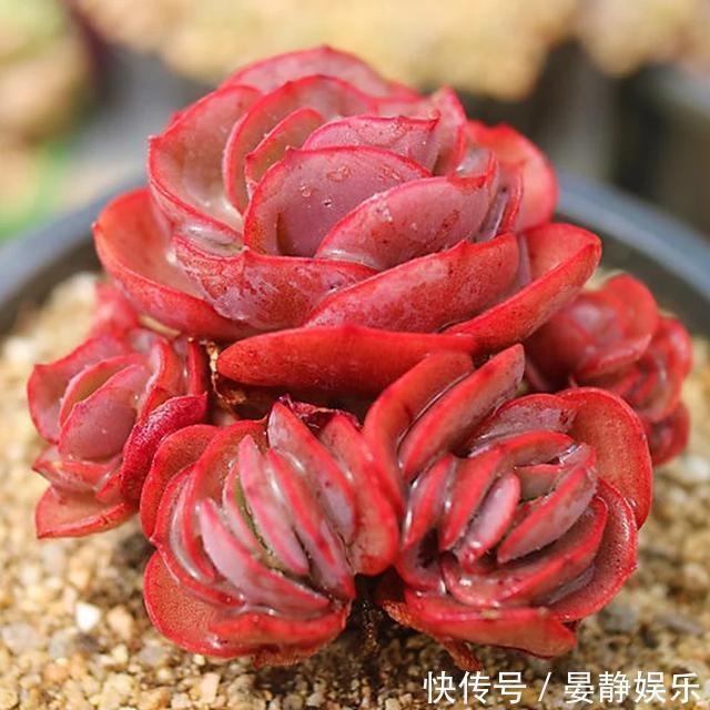 想把“多肉”养爆盆简单,掌握2个关键点,很快就是满满一盆!