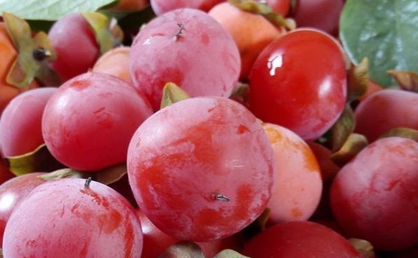 火晶柿子|女性最好的零食,不想老太快需多吃,补血活血,保持健康好气色