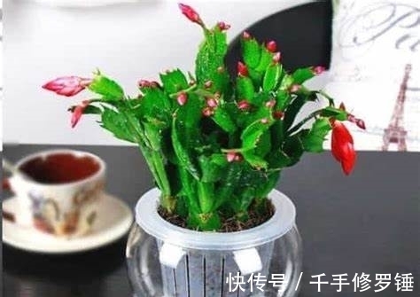 养花试试这款,为保证植物的充足营养,首先掐掉柔软的棉花叶子