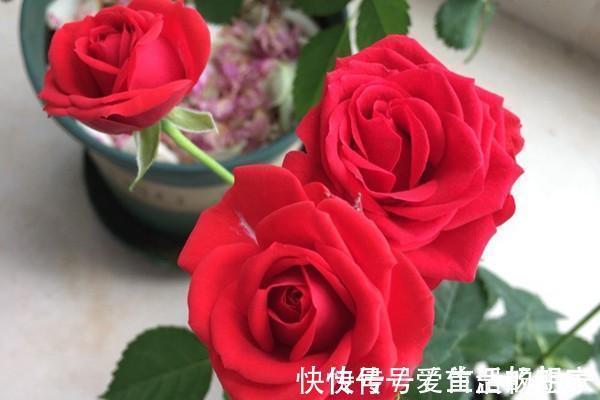月季——永远的莫斯科,红的如此惊艳,比玫瑰都美!适合阳台养。