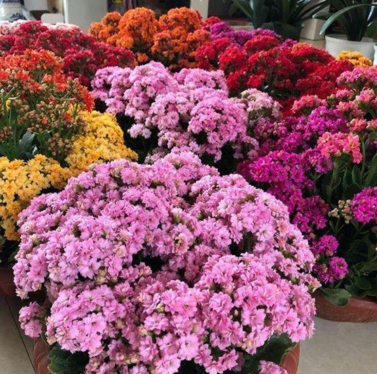 家里阳台养此款花,新手也能养爆盆,花香四溢飘满屋,美