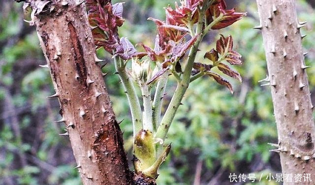 因浑身是刺常被忽视，殊不知“树芽”不输人参，目前36元一斤