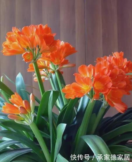 秋天给君子兰浇水,掌握一个技巧,不黄叶不烂根,长得壮开花美