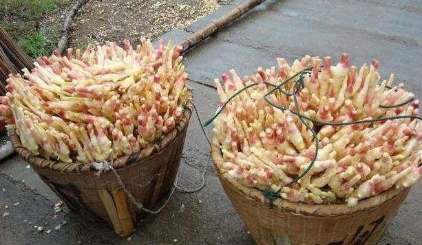 老妈把生姜扔盆里，叶子比富贵竹还漂亮，再也不用花钱买生姜了