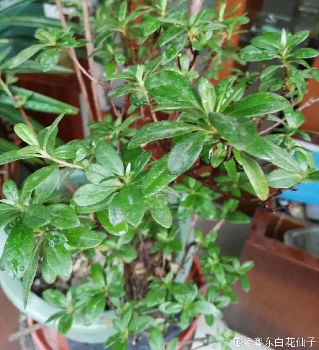 浇水|警惕秋老虎，别让你的花，度过夏天，却死在秋天