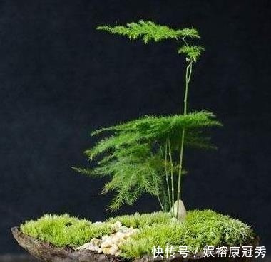 文竹|别傻傻把“云竹”当文竹养,“云竹”很贵重,区别养护别受骗!