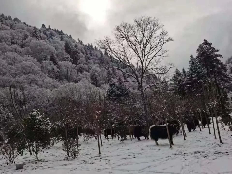 故乡|雪落故乡，让我更认识你——汶川!