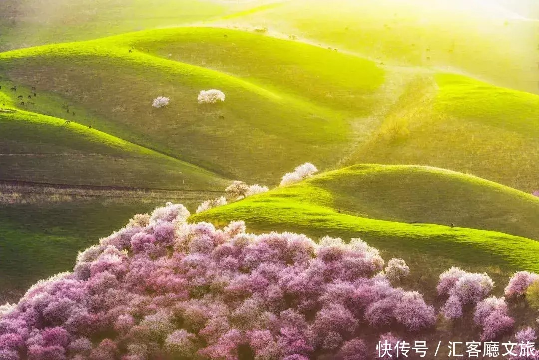 翻雪山穿沙漠，流连异域小镇，寻访新疆烂漫“花火”