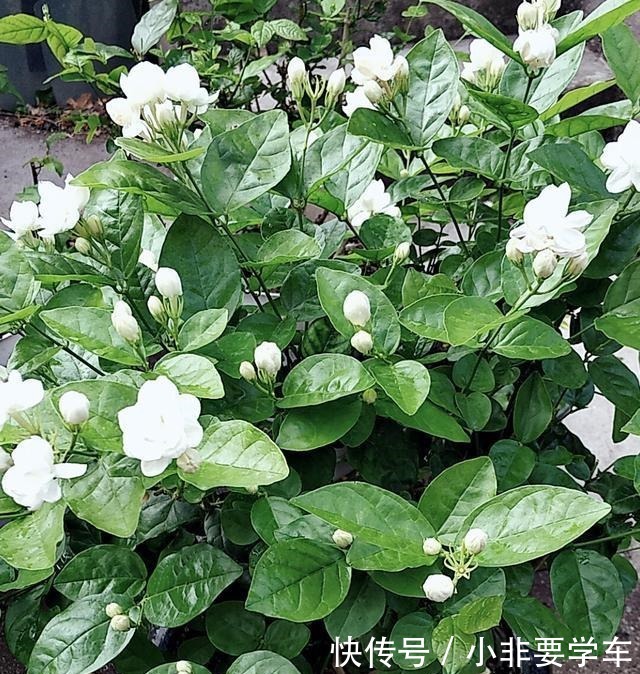 这5种花，个个好滋味，养的旺旺的，开一茬撸一茬，耐看又好吃