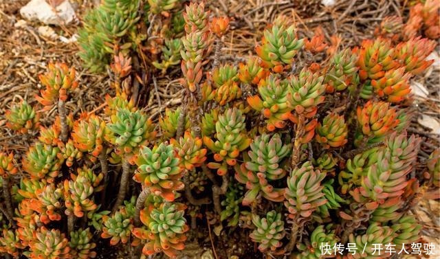 冬天的多肉有5怕,避开了,各个养成“彩虹糖”!