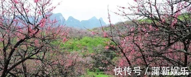 桃花仙#唐伯虎这首经典诗，全诗无一生僻字，开篇短短四行令人拍案叫绝！