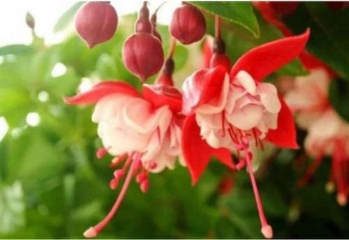 养花就养这几款,全年开花不停,好养又漂亮,天天有花赏!