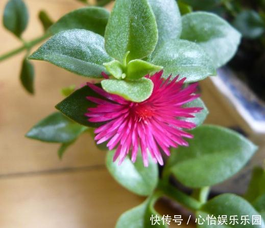 角落|新手养2种“吊兰”,好养又好看,放角落也爆花,一年到头有花看