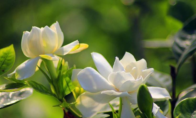 喜水|4种花嗜水如命，一次也不能缺水，不然就黄叶，看看你家有吗
