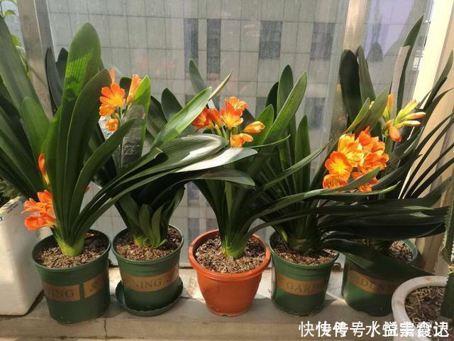 新芽|她给吊兰、君子兰喂2种肥,几月长出“萝卜根”,新芽新叶呼呼冒