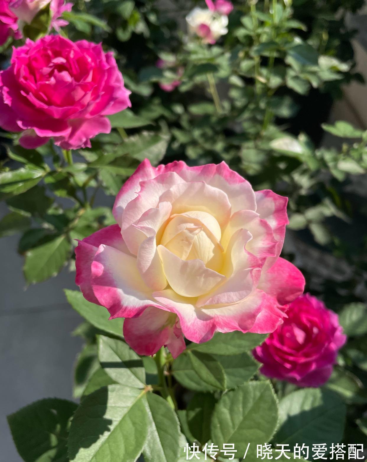 月季花|月季花界的“天使”,自带仙气,浓香四溢,丰花勤花,阳台也能种