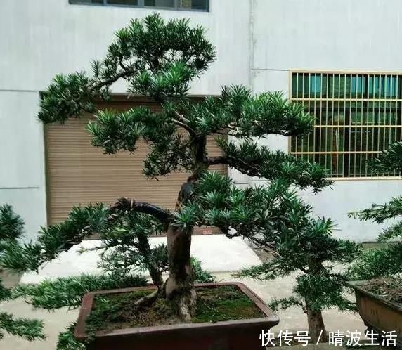 观赏价值|这“3”种花,放在家中最“保值”,养上数10年,几万都不卖