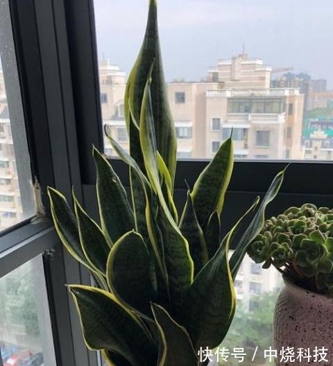 家中养盆虎皮兰,用点“小技巧”,叶片肥厚油亮,新芽窜满盆