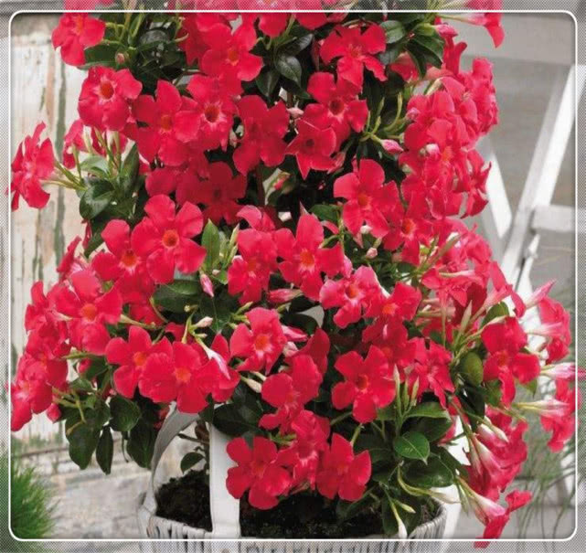 这样养护飘香藤,飘香藤才能开的花越多越艳,开爆盆