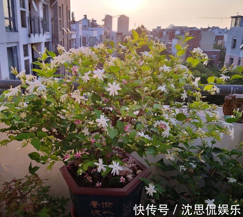 盆栽|茉莉花养成“老桩”,1次开花上百朵,满园花香,技巧有4个