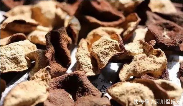 蒲公英泡水|51岁女子,因一壶蒲公英水,被送进医院,蒲公英4大禁忌要知晓