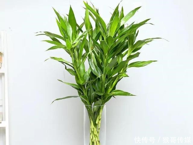 富贵竹“离不开”这种水,加一点,不烂根、不黄叶,家里吉祥富贵
