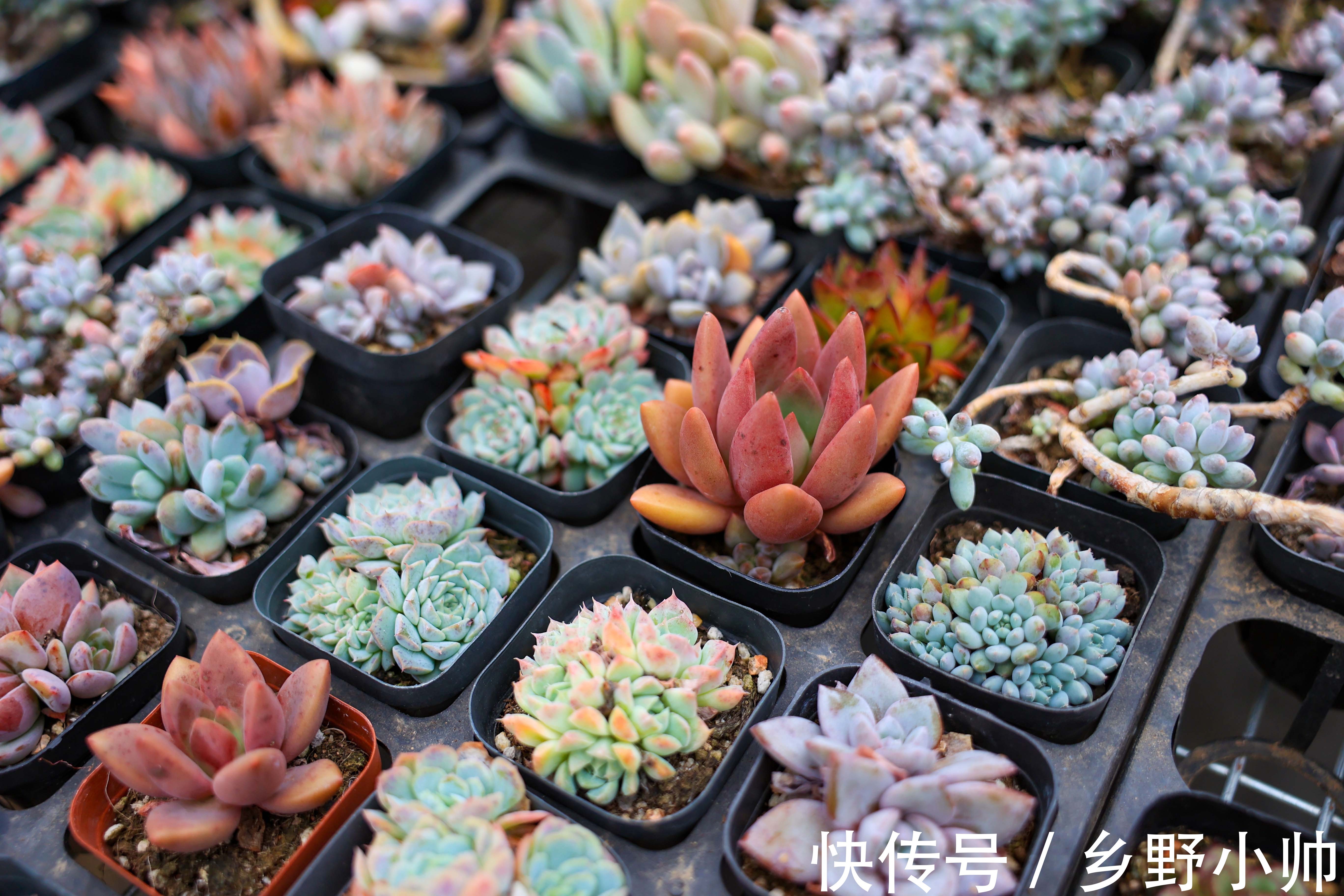 多肉什么情况下可以砍头?砍头后有什么差别?如何养护得更好?