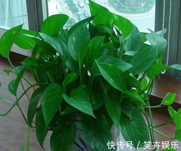 有机质|用啤酒浇花快停下,做错这一步,浇一盆死一盆!