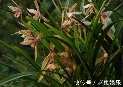 新入盆的兰花多久服盆,怎样判断是否成活