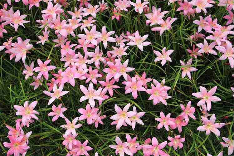 阳台再小，也要养3种花，每次开花都成片，美极了