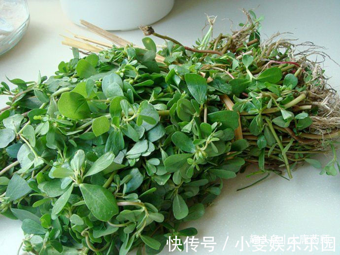 调理|一味马齿苋,治病大功效!马齿苋的5大顶级妙用方,连中医都夸赞