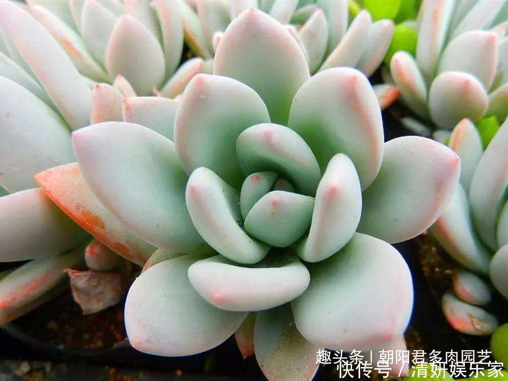 石楠树|秋季养多肉,抓住这2点,个个饱满出状态