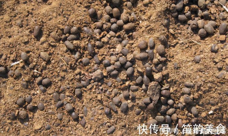 植料|羊粪当植料养花前,掌握住用量、发酵方法,养啥花都能旺