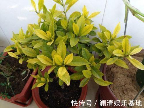 养花|3种花再喜欢,也别轻易买,虽然很漂亮,但能“养活”的人不多