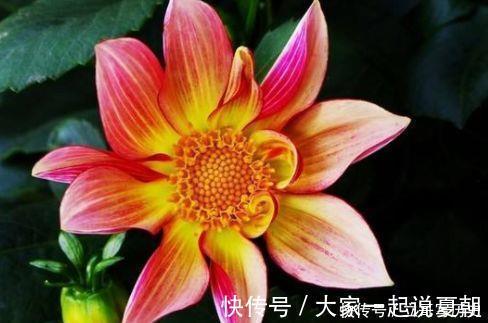 金鱼|此几款花卉,高端大气,花朵硕大花期长,漂亮好养