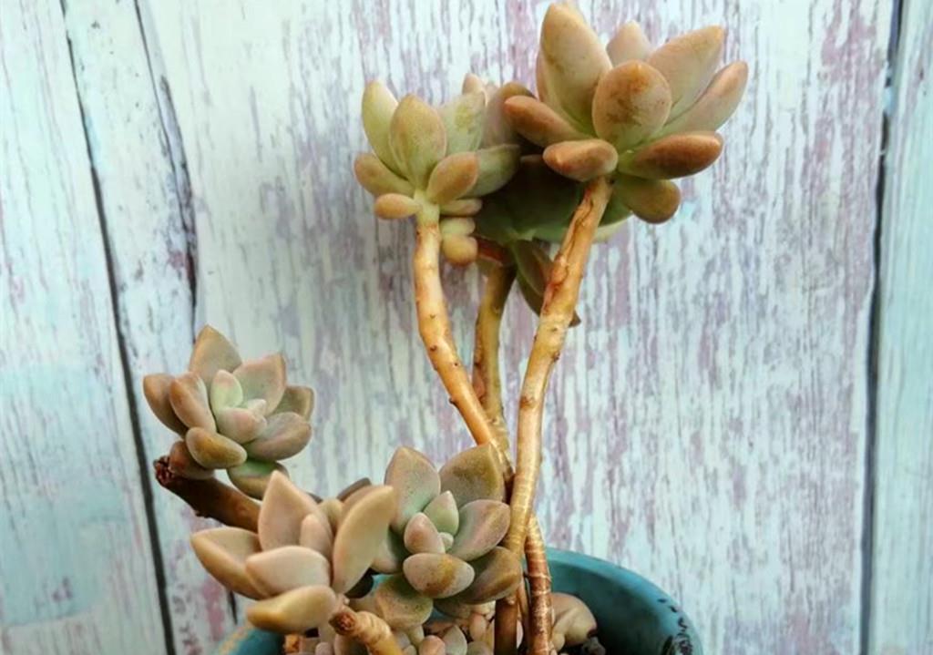 秋丽|如果给多肉开场夏季运动会,选这些品种当冠军,肉友们同意吗