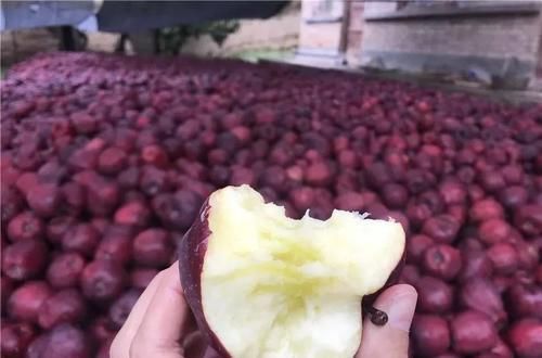 这些水果的名字中都带有“龙”,若你全都认识,请收下我的膝盖