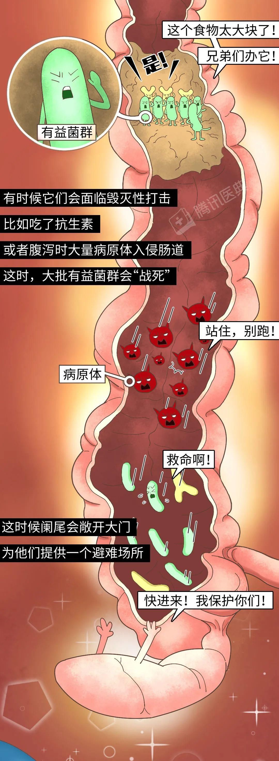 阑尾一辈子被骂没用，却为你做了 2 件了不起的事