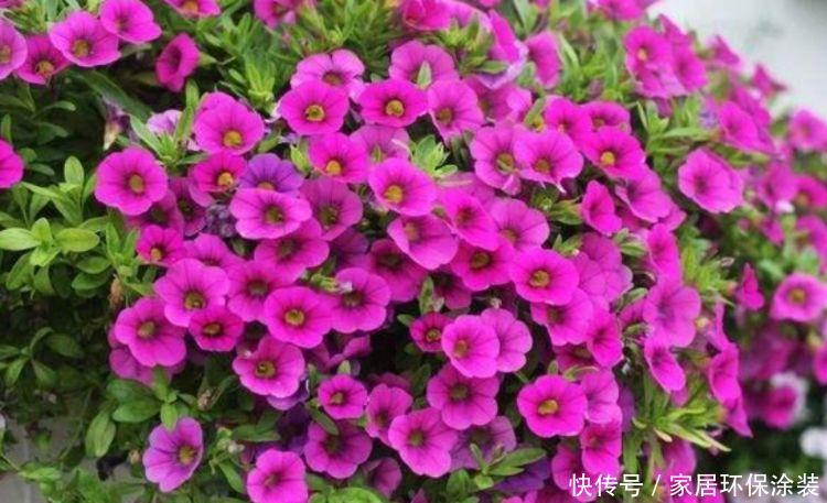 阳台养这几朵花,花开不断,一盆千百朵,枝头花苞满