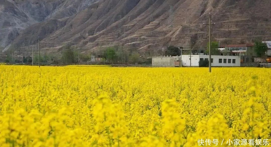 油菜花开！一起遇见最撩人的春天～