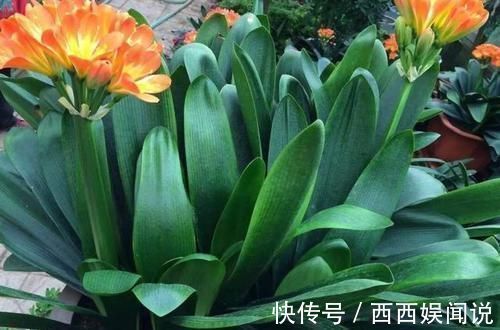 君子兰叶片发黄怎么办?几招解决面子问题,叶片很快又大又绿