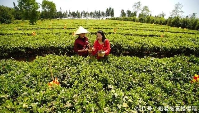 云南腾冲机场：估计是中国唯一被茶园包围的机场