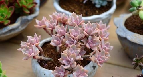 吴小姐想买盆胧月,带回家发现是冬美人,哭笑不得,太难区分了